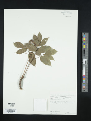 Aralia nudicaulis image