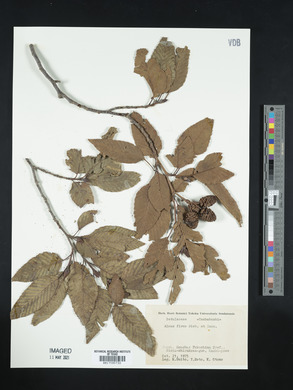Alnus firma image