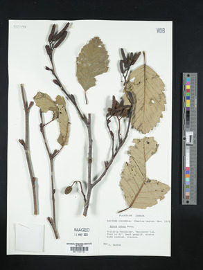 Alnus rubra image