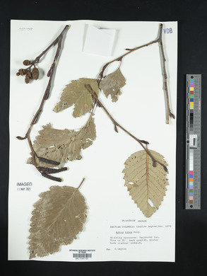 Alnus rubra image