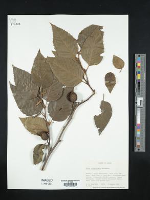 Alnus sieboldiana image