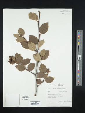 Alnus crispa image