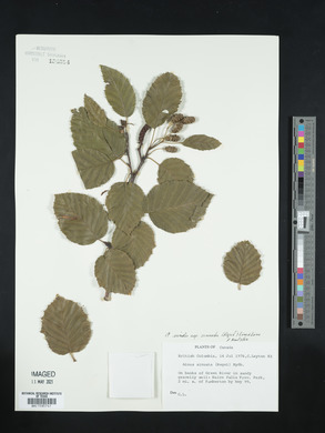 Alnus sinuata image