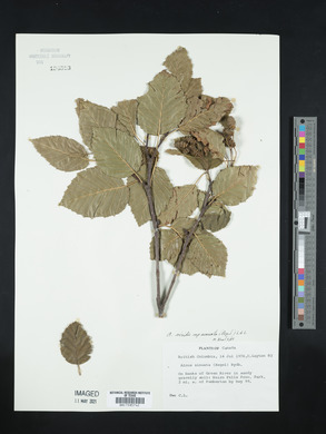 Alnus sinuata image