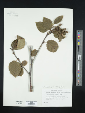 Alnus sinuata image