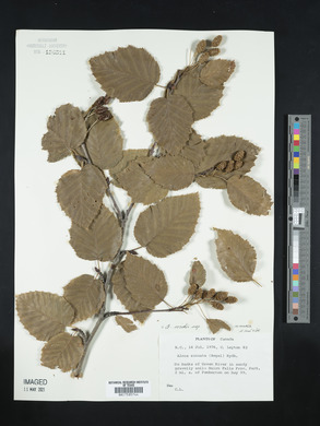 Alnus sinuata image