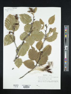 Alnus sinuata image