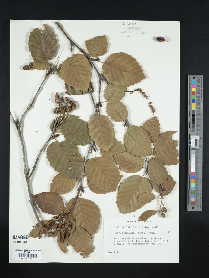 Alnus sinuata image