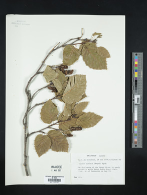 Alnus sinuata image