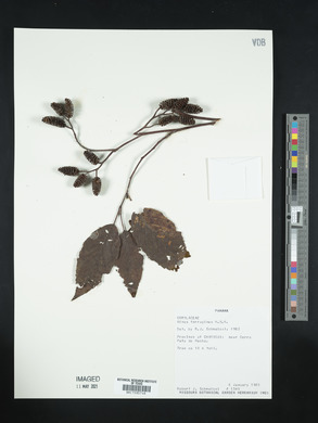 Alnus ferruginea image