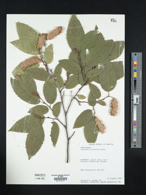 Carpinus orientalis image