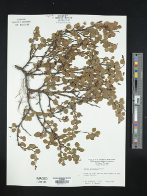 Betula glandulosa image
