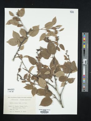 Betula grossa image