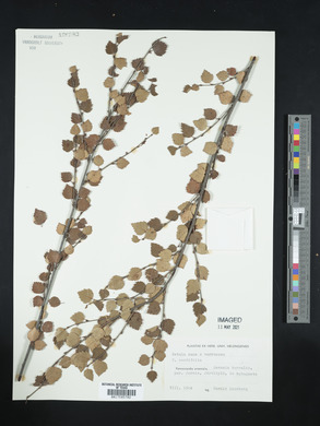 Betula nana image