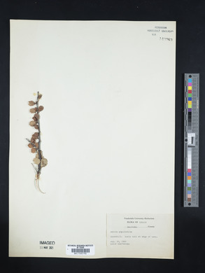 Betula populifolia image