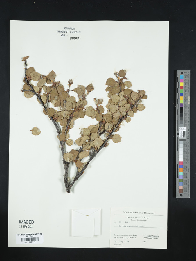 Betula pubescens image