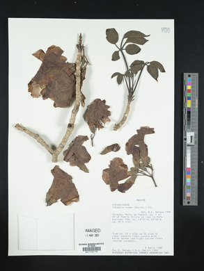 Tabebuia rosea image