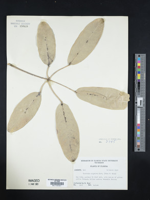 Tabebuia argentea image