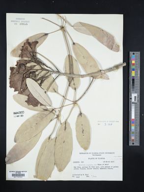 Tabebuia argentea image