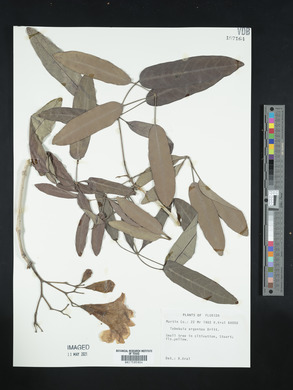 Tabebuia argentea image