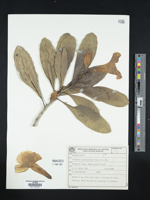 Tabebuia cassinoides image