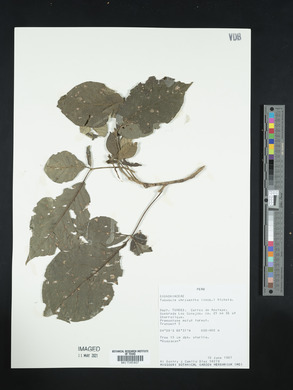 Tabebuia chrysantha image