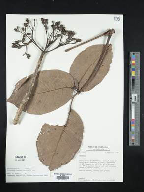 Tabebuia rosea image