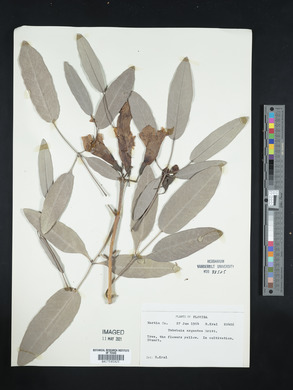 Tabebuia argentea image
