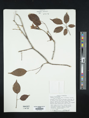 Tabebuia billbergii image