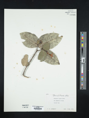 Tabebuia rigida image