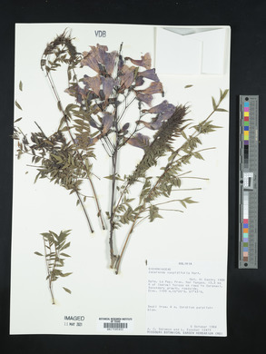 Jacaranda cuspidifolia image