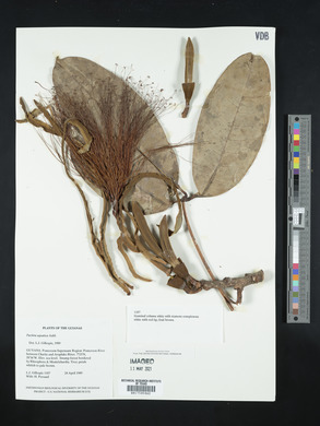 Pachira aquatica image