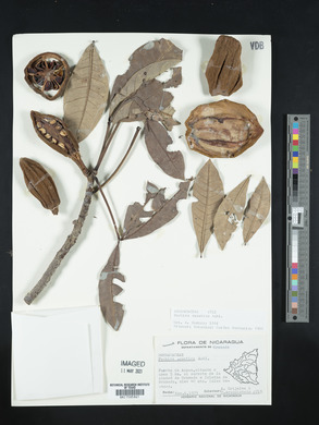 Pachira aquatica image