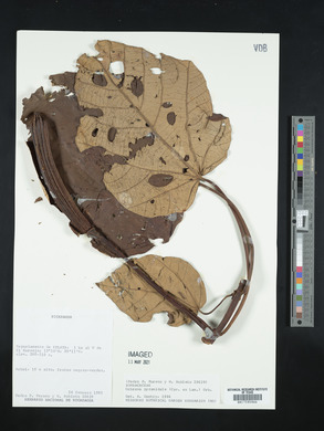 Ochroma pyramidale image