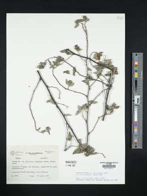 Cordia globosa image