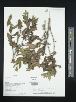 Media resource of Varronia krauseana