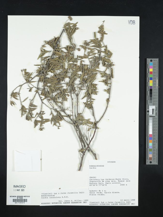 Varronia lanceolata image