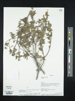 Media resource of Varronia lanceolata