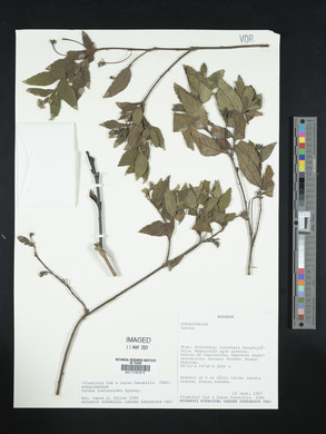 Media resource of Varronia crenata