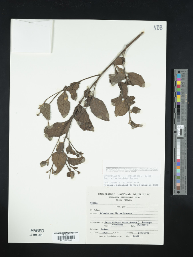 Varronia crenata image