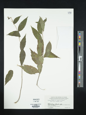 Varronia linnaei image