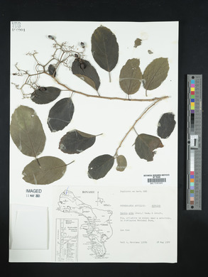 Cordia dentata image