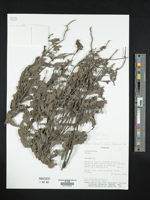 Cordia chacoensis image