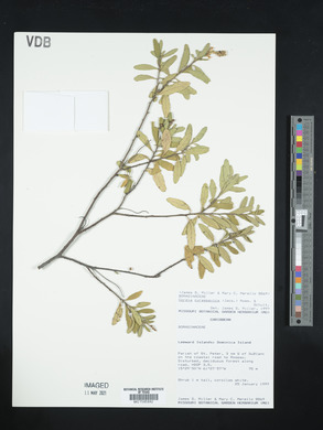 Cordia curassavica image