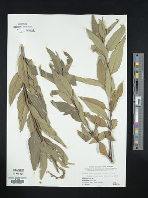 Cordia curassavica image