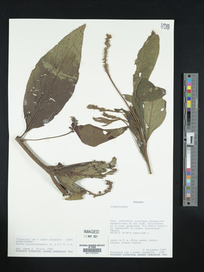 Varronia cylindristachya image