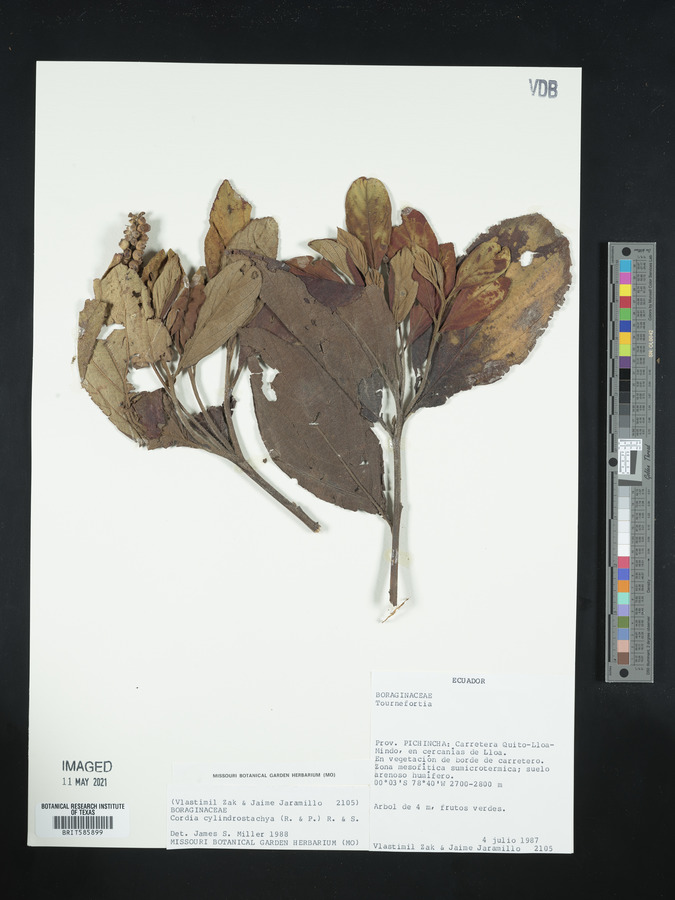 Varronia cylindristachya image
