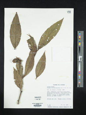 Media resource of Varronia cylindristachya