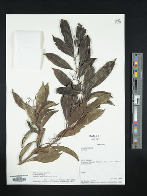 Cordia ecalyculata image