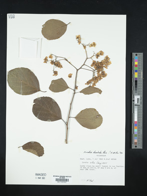 Cordia dentata image